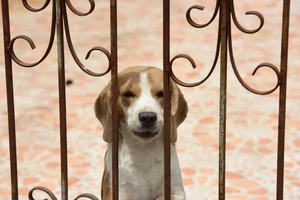 Perro Detrás Valla Hierro — Foto de Stock