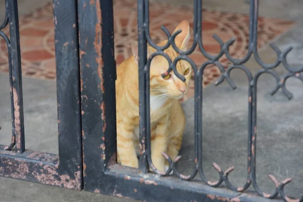 Schöne Rote Katze Der Stadt — Stockfoto