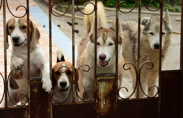 Muchos Perros Lindos Están Detrás Valla Metal —  Fotos de Stock