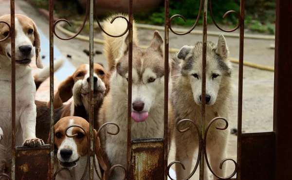 Grupo Perros Detrás Valla Hierro — Foto de Stock