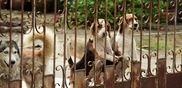 金属栅栏后面有许多可爱的狗 — 图库照片