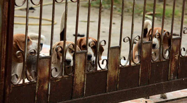 Group Dogs Iron Fence — Stock Photo, Image