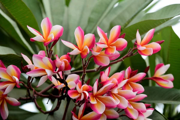 Belles Fleurs Dans Jardin Floraison Été Paysager Jardin Formel — Photo