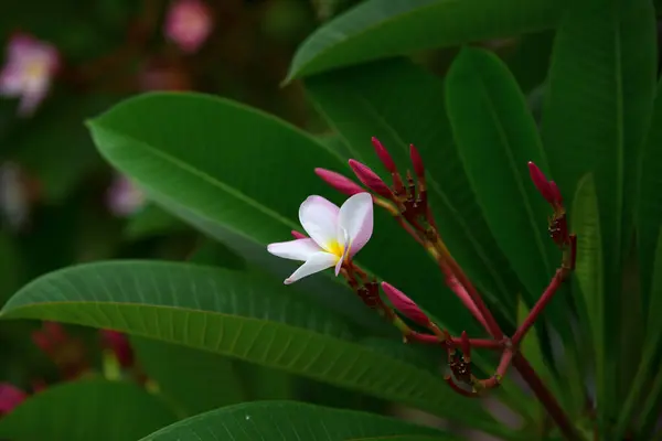 Flores Coloridas Jardim Verde — Fotografia de Stock