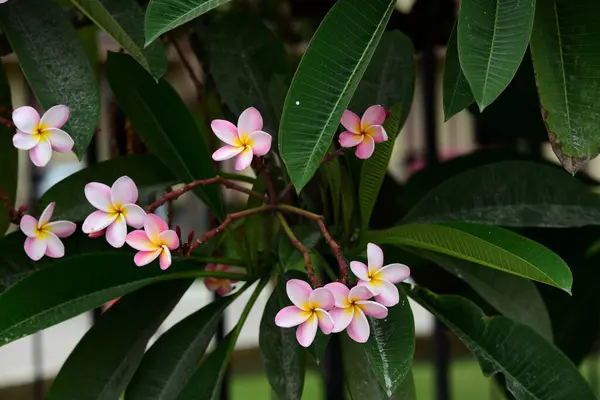 Kolorowe Kwiaty Ogrodzie Plumeria Kwiat Kwitnienia Piękne Kwiaty Ogrodzie Kwitnące — Zdjęcie stockowe