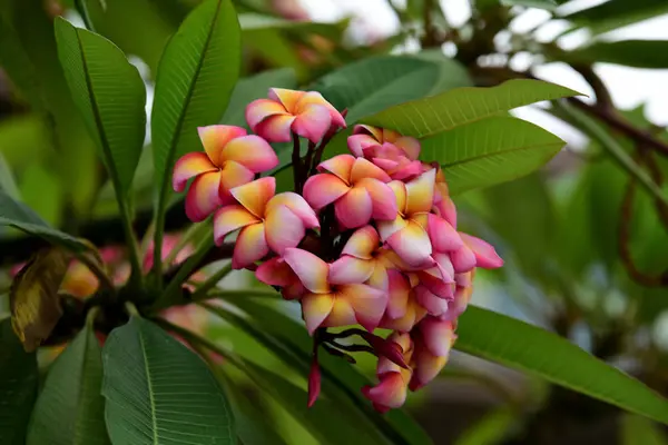 Fiori Colorati Giardino Fiori Plumeria Fiorente Bellissimi Fiori Giardino Fioritura — Foto Stock