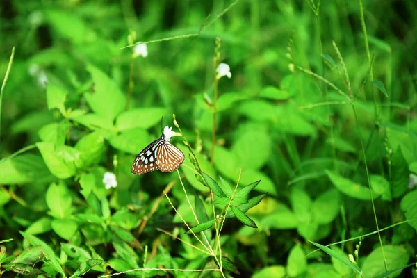 Kelebek Yeşil Güneşli Bahçede — Stok fotoğraf