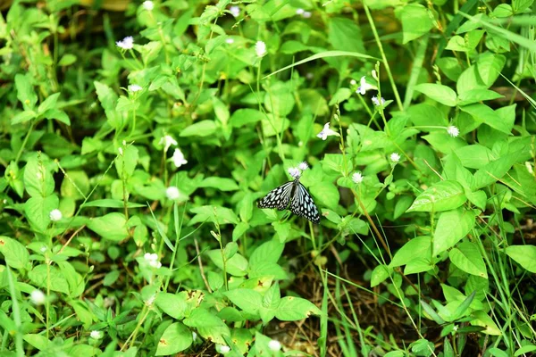 Mariposa Verde Jardín Soleado — Foto de Stock