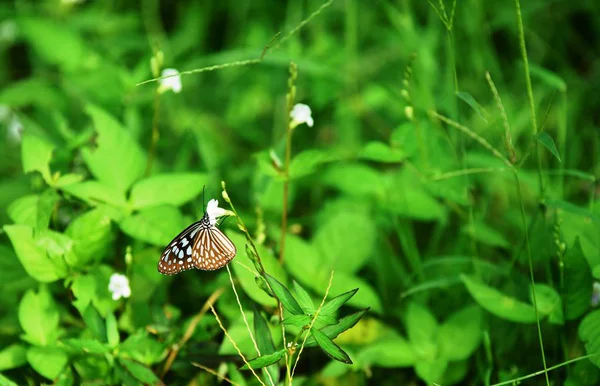 Motýl Zelené Slunné Zahradě — Stock fotografie