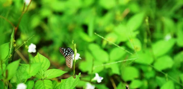 Kelebek Yeşil Güneşli Bahçede — Stok fotoğraf