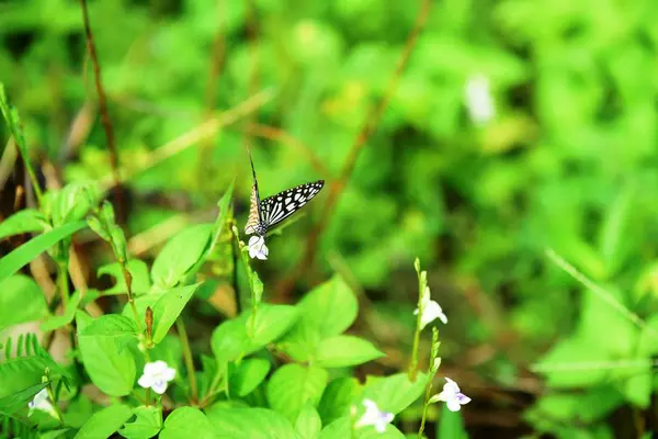 Kelebek Yeşil Güneşli Bahçede — Stok fotoğraf