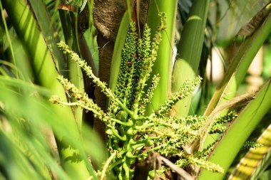 Hindistan cevizi ağacı ve yeşil hindistan cevizi manzarası