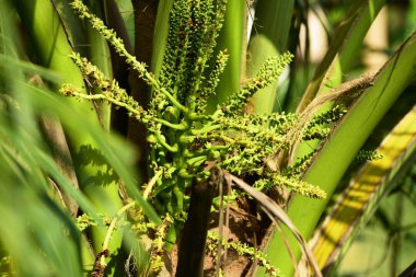 Hindistan cevizi ağacı ve yeşil hindistan cevizi manzarası