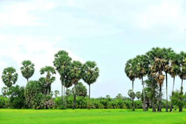 Şeker palmiyesi ve yeşil pirinç tarlalarının manzarası.