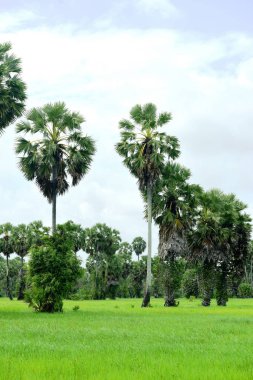 Şeker palmiyesi ve yeşil pirinç tarlalarının manzarası.