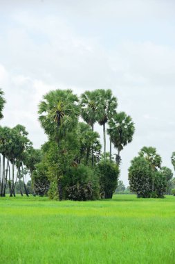Şeker palmiyesi ve yeşil pirinç tarlalarının manzarası.