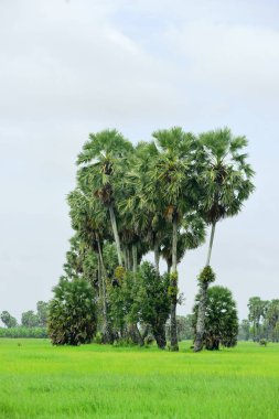 Şeker palmiyesi ve yeşil pirinç tarlalarının manzarası.