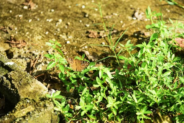 Butterfly Leaves Green Garden — Stock Photo, Image