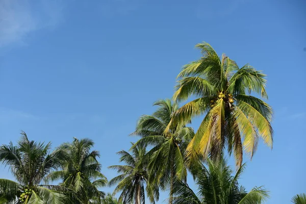 Palmeiras Fundo Céu — Fotografia de Stock