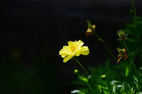 Bunte Blumen Garten Rosa Blume Blüht — Stockfoto