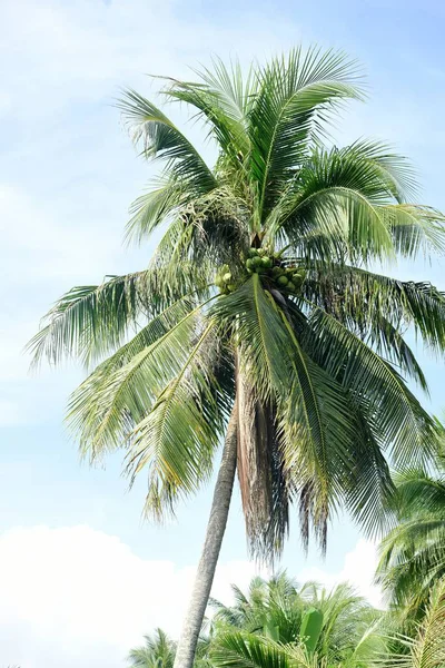 Uma Vista Perto Coqueiro Coco Verde — Fotografia de Stock