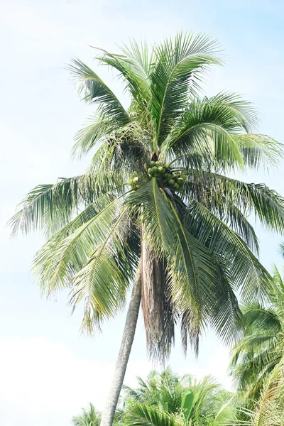 Uma Vista Perto Coqueiro Coco Verde — Fotografia de Stock