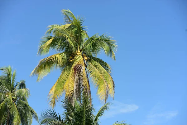 Palmeras Fondo Del Cielo — Foto de Stock