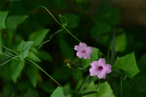 Fleurs Violettes Dans Jardin Vert — Photo