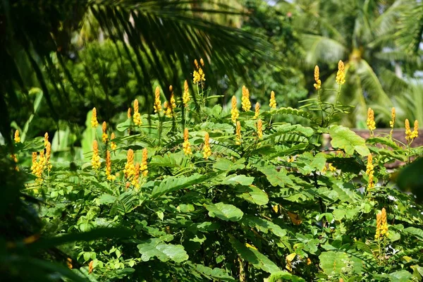 Giardino Tropicale Verde Con Piante Esotiche — Foto Stock