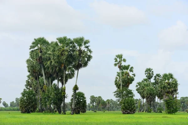 View Sugar Palm Green Rice Fields — Stock Photo, Image