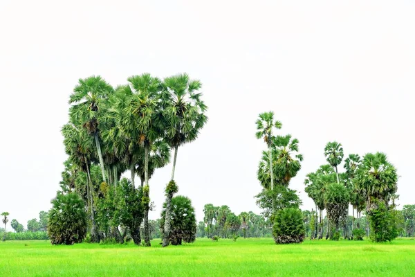 Pohled Pole Cukrové Palmy Zelené Rýže — Stock fotografie