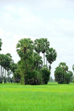 Şeker palmiyesi ve yeşil pirinç tarlalarının manzarası.