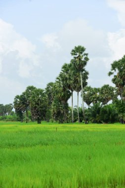Şeker palmiyesi ve yeşil pirinç tarlalarının manzarası.