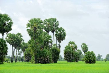 Şeker palmiyesi ve yeşil pirinç tarlalarının manzarası.