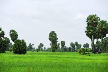 Şeker palmiyesi ve yeşil pirinç tarlalarının manzarası.