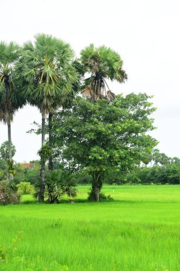 Şeker palmiyesi ve yeşil pirinç tarlalarının manzarası.
