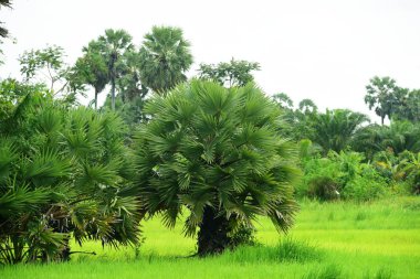 Şeker palmiyesi ve yeşil pirinç tarlalarının manzarası.
