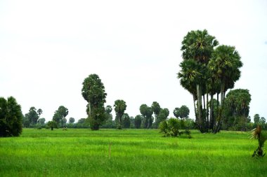 Şeker palmiyesi ve yeşil pirinç tarlalarının manzarası.
