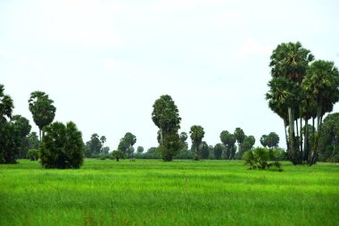 Şeker palmiyesi ve yeşil pirinç tarlalarının manzarası.