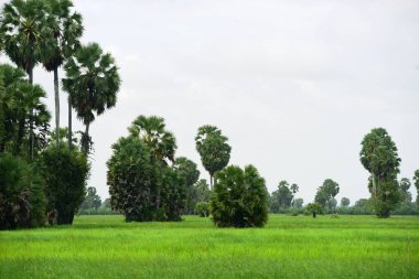 Şeker palmiyesi ve yeşil pirinç tarlalarının manzarası.