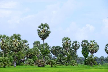 Şeker palmiyesi ve yeşil pirinç tarlalarının manzarası.