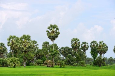 Şeker palmiyesi ve yeşil pirinç tarlalarının manzarası.