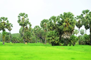 Şeker palmiyesi ve yeşil pirinç tarlalarının manzarası.