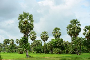Şeker palmiyesi ve yeşil pirinç tarlalarının manzarası.