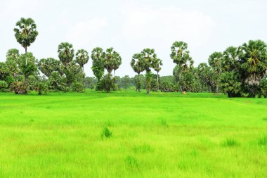 Şeker palmiyesi ve yeşil pirinç tarlalarının manzarası.