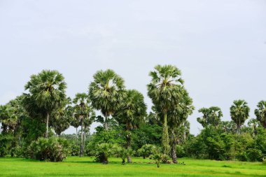 Şeker palmiyesi ve yeşil pirinç tarlalarının manzarası.
