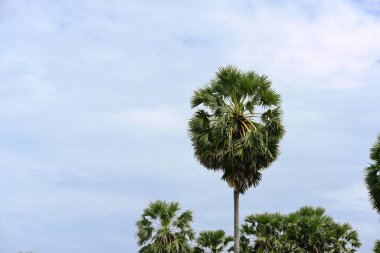 Şeker palmiyesi ve yeşil pirinç tarlalarının manzarası.