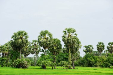Şeker palmiyesi ve yeşil pirinç tarlalarının manzarası.