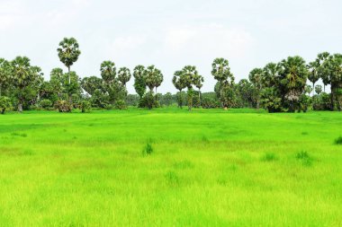 Şeker palmiyesi ve yeşil pirinç tarlalarının manzarası.