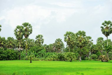 Şeker palmiyesi ve yeşil pirinç tarlalarının manzarası.